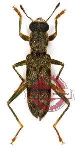 Omadius sp. 17