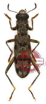 Omadius sp. 18