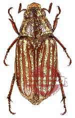 Engertia papuana Moser