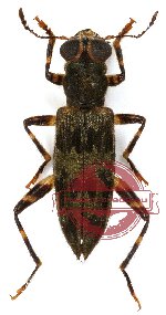 Omadius sp. 19