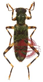 Omadius sp. 20