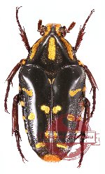 Coilodera nyasica (10 pcs)