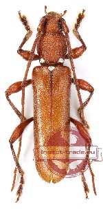 Teladum comosum (Holzschuh, 1989) (A2)