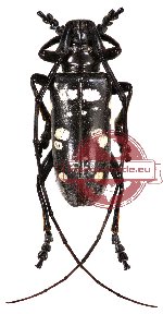 Dolichoprosopus canescens