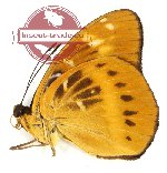 Lexias aeropus angustifascia