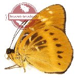 Lexias aeropus angustifascia (A-)