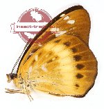 Lexias aeropus angustifascia (A-)