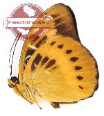Lexias aeropus mysolensis (g A2)