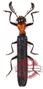 Orthocladiscus sp. 1