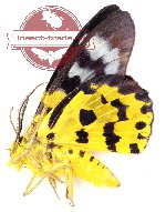 Dysphania militalis isolata (A-)