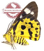 Dysphania militalis isolata (A-)