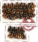 Scientific lot no. 120 Rutelinae (32 pcs)