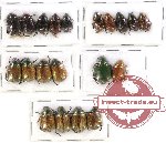 Scientific lot no. 123 Rutelinae (20 pcs)