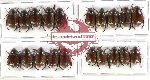 Scientific lot no. 90 Rutelinae (20 pcs)