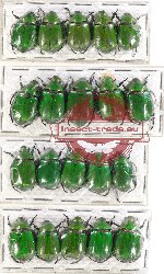 Scientific lot no. 119 Rutelinae (20 pcs)