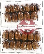 Scientific lot no. 91 Rutelinae (24 pcs)