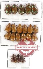 Scientific lot no. 100 Rutelinae (20 pcs)