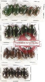 Scientific lot no. 116 Rutelinae (18 pcs)