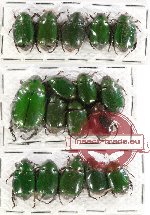 Scientific lot no. 117 Rutelinae (18 pcs - 7 pcs A2)