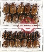 Scientific lot no. 114 Rutelinae (24 pcs)