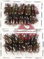 Scientific lot no. 112 Rutelinae (20 pcs)