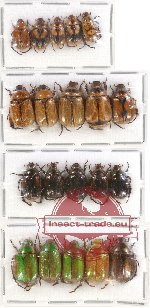 Scientific lot no. 126 Rutelinae (20 pcs)