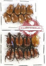 Scientific lot no. 124 Rutelinae (16 pcs)