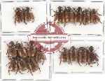 Scientific lot no. 127 Rutelinae (Adoretini) (18 pcs - 4 pcs A2)