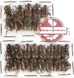 Scientific lot no. 84 Rutelinae (Adoretini) (25 pcs)