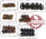 Scientific lot no. 104 Rutelinae (50 pcs - 5 pcs A2)