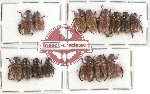 Scientific lot no. 83 Rutelinae (Adoretini) (15 pcs)