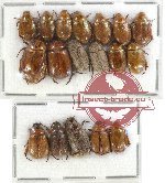 Scientific lot no. 89 Rutelinae (18 pcs)