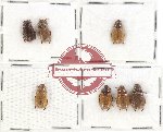 Scientific lot no. 108 Rutelinae (Adoretini) (7 pcs)