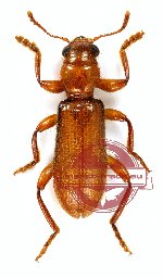 Ortrius sp. 3