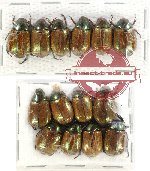 Scientific lot no. 94 Rutelinae (14 pcs)