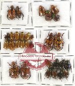 Scientific lot no. 97 Rutelinae (30 pcs)