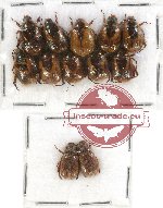 Scientific lot no. 92 Rutelinae (12 pcs)
