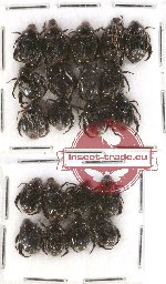 Scientific lot no. 102 Rutelinae (21 pcs)