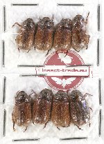 Scientific lot no. 106 Rutelinae (Adoretini) (8 pcs)