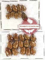 Scientific lot no. 115 Rutelinae (24 pcs)