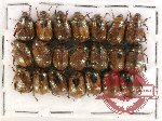 Scientific lot no. 87 Rutelinae (21 pcs)