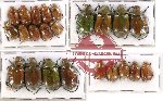 Scientific lot no. 122 Rutelinae (23 pcs)