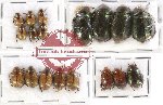 Scientific lot no. 88 Rutelinae (18 pcs)