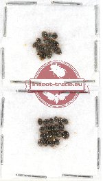 Scientific lot no. 33 Coccinelidae (34 pcs)