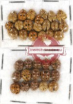 Scientific lot no. 46 Coccinelidae (35 pcs)