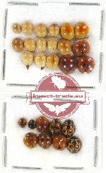 Scientific lot no. 29 Coccinelidae (26 pcs)