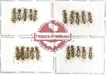 Scientific lot no. 2 (Callimerus) (20 pcs)