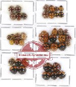 Scientific lot no. 55 Coccinelidae (41 pcs)