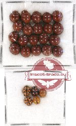 Scientific lot no. 43 Coccinelidae (25 pcs)