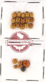 Scientific lot no. 32 Coccinelidae (21 pcs)